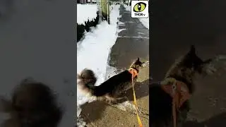 [THOR TV] First snow Jumping Jumping #mainecoon kitty#메인쿤 #개냥이 #cat