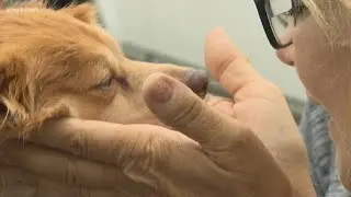 Help needed for pets belonging to the homeless