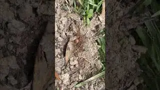 Редкая колония муравьёв-пауков съедает паука! #шорты
