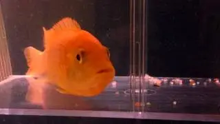 Red Zebra Cichlid Holding Fry