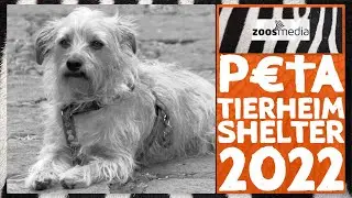 PETA 😱 Tierheim-Todeszahlen 2022 🐇 🐶 😿 | zoos.media