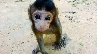 So funny baby Nelson reaction to Camera | Cute acting moments of monkeys baby playing around