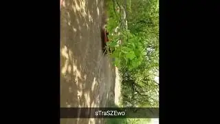 rajd podlaski-STRASZEWO