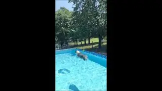 Dog Floating Mid Air Jumping in the Pool