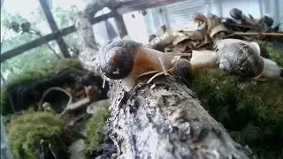 SNAILS lofi Terrarium Village