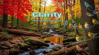 Gentle Stream Sounds with Birds | To Fall Asleep Faster Tonight
