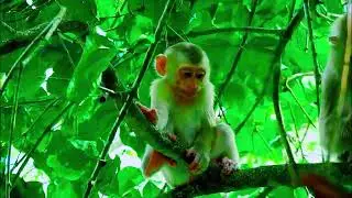 monkey funny video, bibi is very hospitable, cute baby monkey, monkey funny video