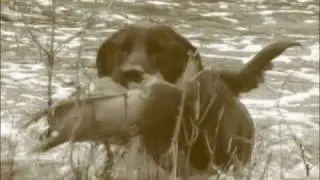 Bowhunting Ducks-Mallard Madness IV 