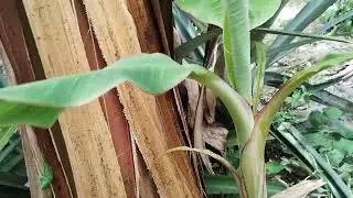 BANANA TERRA MARANHÃO PARTE 2