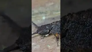 Humongous Bugs You Won&rsquo;t Believe Exist! 🐛🕷️ | Giant Insects Around the World