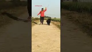 #blackgermanshepherdinindia #germanshepherdindia #top #trending #viral #shorts #doglover #puppy #dog