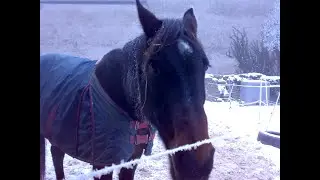 Frieren Pferde im Winter? - Pferde eindecken, wann ist das n&ouml;tig? Pferde im Winter