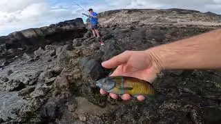 Shore Fishing Fuerteventura | Float Fishing in the Sun | Parrotfish, Palometa and More!