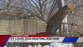 st. louis zoo job fair