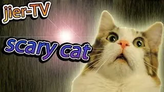 Нарезка  с котами #10/ коты пугаются Cats Compilation, joke, fail 2016 J-TV