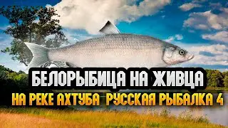 Белорыбица на живца, рыбалка на реке Ахтуба Китайская точка ! "Русская Рыбалка 4" #рр4