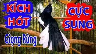 Chòe Than Hót Chuẩn GIỌNG NÚI RỪNG. Luyện Choè than HÓT HAY, Chòe Than Hót Đấu | choe than #choethan