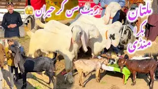 Multan Bakra Mandi Today | Qurbani Goats, Prices & Updates | Barkat Farm