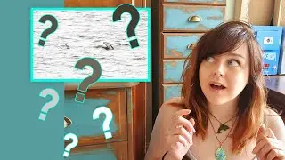 Mystery sea creature & other surprise lockdown wildlife encounters!