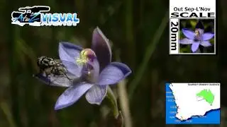 Plum Orchid