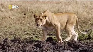 Documentaire Les Lions et Leur Combat pour la Survie. Nat Geo