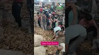 Process Of Ginger Export From India|  | Sharpan International |  #export #ginger #farming #import