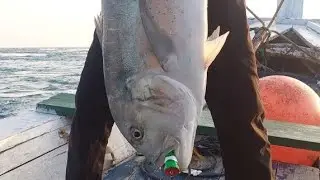 joran popping Getsu x hunter pe 3-5  gen 2👍seru banget sensasi sambaran ikan gt  pake umpan popper🔥🔥