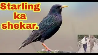 #hunthingvideo #shekarheshekar #starlinghunthing starling hunting video session 2021