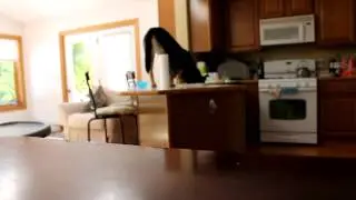 Counter Surfing Dog