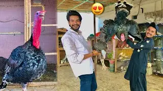 Finally Male Turkey Bird Le Aye😍 | Hum Or Parinday | Pets Vlog