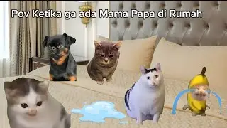 Pov Ketika Ga Ada Mama Papa di Rumah | meme kucing lucu #pov #meme #kucing #cat