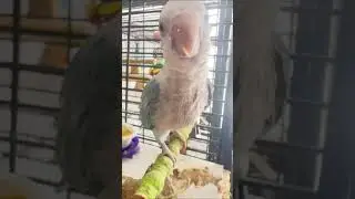 Peanut Opaline Quaker Parrot breeder Pets4You Canada Inc.    and Cheeko Senegal 🦜