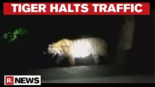 Madhya Pradesh: Tiger Halts Traffic in Seoni-Nagpur Highway