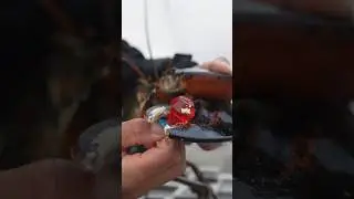 What&rsquo;s stronger a lobster or a crab? #maine #lobster #crab #education #learn