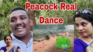 Peacock Real Dance Video😄 / Odia Peacock Vlog / Gold Rupa Blogge / Odia Blogge / New Viral Blogge 