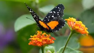 BUTTERFLIES