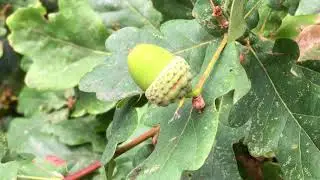 English Oak (Quercus robur) - acorn close up - August 2018