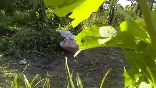 Voc&ecirc; que planta quiabo n&atilde;o pode ficar sem saber desta informa&ccedil;&atilde;o. 