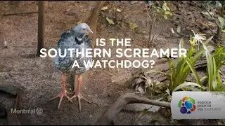 Is the Southern screamer a watchdog?