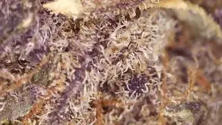 PSV Tropicana Cherry T16 Medical Close Up Microscope!