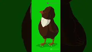 Life cycle of a hen#facts #nothingimposibleinthisworld #foryou #science #marvel
