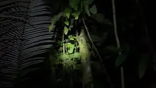 Night Walk at Manu National Park Reserved Zone