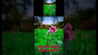 Normal photo edit butterfly in picsart || butterfly photo editing || picsart #photoediting #editing