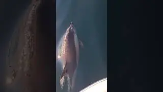Nysgjerrig og leken delfin p&aring; sunnm&oslash;re 🥰