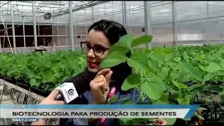 Cruzamento genético busca melhoramento da soja e milho