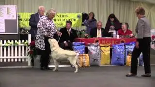 MCLRC Puppy Of The Year 2015