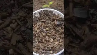 Plantando as sementes germinadas, Permanent Marker e Prensado 25 de novembro 2025 Ganja Mato na &aacute;rea