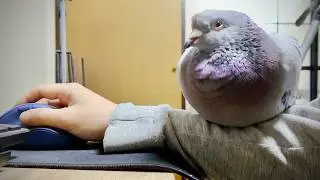Идеальный сон голубя на руке