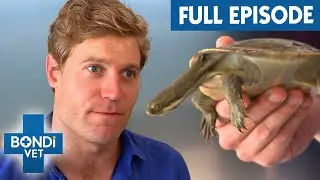 Dog Bite On Turtle Shell Is A Deadly Threat | Bondi Vet