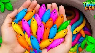 Catch beautiful aquarium fish in colorful surprise eggs, platy fish, albino eel, baby turtle, koi